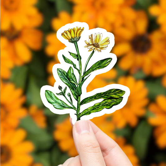 Calendula Sticker